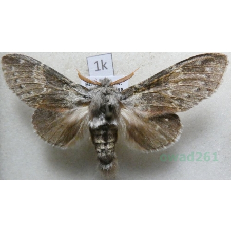 Stauropus fagi (Linnaeus, 1758) male Potwora buczynówka Czech1k